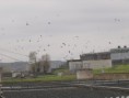 /album/my-local-birding-gallery/around-1000-swallows-and-some-400-house-martins-at-dewsbury-sf-on-1st-of-may-jpg/